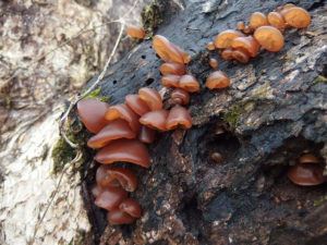 auricularia-heilpilz-pilz-judasohr