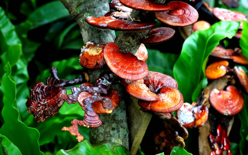 reishi-pilz-der-unsterblichkeit